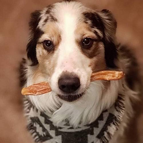 Beef Tendons for Dogs - 6-10 Inch Grass Fed Farm-Raised Treats, All Natural Dental Chews (5 Count)