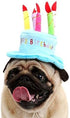 Cute Adorable Dog Cat Birthday Cake Hat, Pet Cap with 5 Color Candles Design, Party Custom Accessory (Pink)