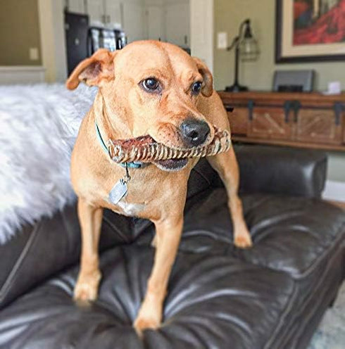 (7" 16 OZ) Dog Chews Beef Trachea Dog Treat Chew Made in USA. Grass Fed Farm-Raised American Beef. Glucosamine Rich