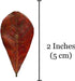 SunGrow 50 Pcs Mini Catappa Indian Almond Leaves for Betta Fish Aquarium, Improves Habitat and Lowers pH