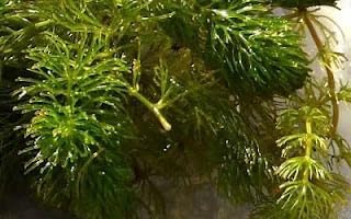 3X Marcus Fish Tanks Oxygenating Hornwort Coontail Ceratophyllum Demersum
