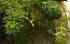 3X Marcus Fish Tanks Oxygenating Hornwort Coontail Ceratophyllum Demersum
