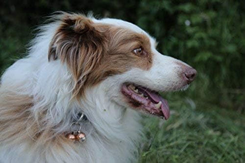 Beau's Bells Extra Loud Cat & Dog Bells, Pet Tracker, Handmade Copper (Medium)
