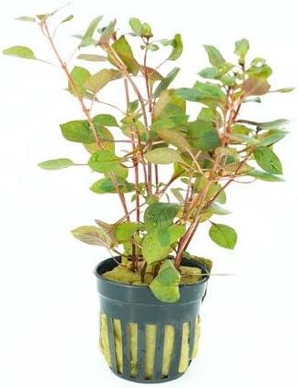Generic Pack 6-Pot Package Live Aquarium Plants Variety Nurserys Choice Easy Beginner | Freshwater Tank Starter Kit