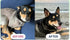 K9Power #1 Show Stopper Awarded Dog Skin & Coat Product Supports Allergy Relief, Itchy Skin, Shedding, Dull Coat Salmon