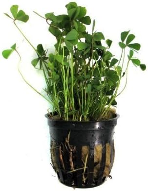 AquaLeaf Aquatics Potted Dwarf Four Leaf Clover - Easy Carpet Aquarium Plant by West Coast Aquatics