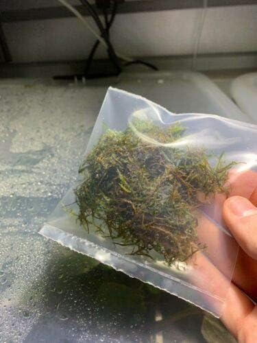 Live Java Moss Aquarium Plant - Easy Care & Vibrant Green