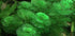 3X Marcus Fish Tanks - Green Cabomba Caroliniana Live Aquarium Plants for Aquatic Freshwater Fish Tank