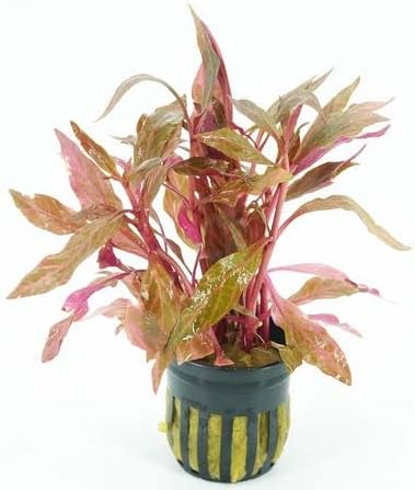 Generic Pack 6-Pot Package Live Aquarium Plants Variety Nurserys Choice Easy Beginner | Freshwater Tank Starter Kit