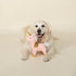 FRINGE STUDIO Dog Toy, Magical Alicorn Pet Toy, Fun for Dogs