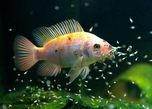 Aquatic Foods Inc. 55% Guppies...3.3oz Nano Fry Powder, Protein Vitamin Rich Floating/Slow Sinking Powdered Fry Growth