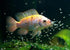 Aquatic Foods Inc. 55% Guppies...3.3oz Nano Fry Powder, Protein Vitamin Rich Floating/Slow Sinking Powdered Fry Growth