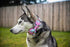 Lionheart Glory Floral Rose Print Dog Collar - Adjustable Soft Collar with Bowtie for X-Small Small Medium Large Dogs