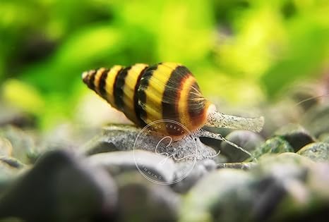 Swimming (20 4 Creatures Freshwater Aquarium Shrimp - A Perfect Combo to Brighten Your Aquarium! Mixed + Assassin