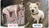 K9Power #1 Show Stopper Awarded Dog Skin & Coat Product Supports Allergy Relief, Itchy Skin, Shedding, Dull Coat Salmon