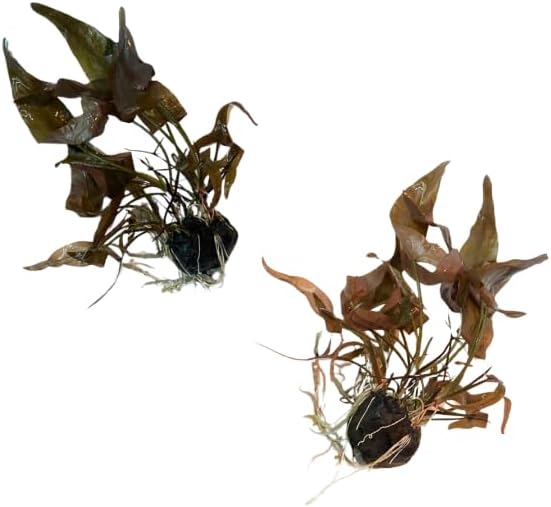 Dwarf Lily Bulb (Nymphaea Stellata) Live Aquarium Plant