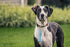 Short Dog Leash - Traffic Lead Handle for Training, Grab Tab (Orange & Sky Blue)
