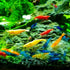 10 Pack Assorted Neocaridina davidi Shrimp - - Live Beautiful Freshwater Aquarium Shrimp