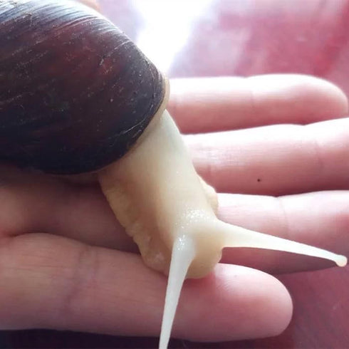 Generic 20- 50g Snail Egg Incubation Kit + Snail Feed
