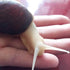Generic 20- 50g Snail Egg Incubation Kit + Snail Feed
