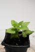 Catnip Plant (Nepeta cataria) 2.5 inch Pot - Live Plant Catswort Catwort