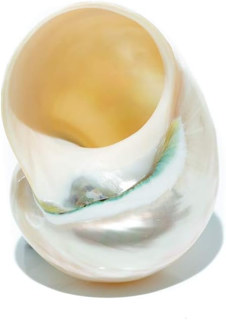3"-3.5" Hermit Crab Shells | Turbo Shells | White Pearl Jade Green Turbo Shell | Hermit Crab House for Dcor | Plus Free
