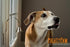 Mighty Paw Metal Dog Doorbell - Durable Big Dog Bell - Includes Potty Training Tips - Sleek Silver Bell