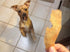 All Natural Chicken Jerky Dog Treats, Real Chicken, Made in USA, No Chemicals