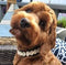 Seashell Dog Collar, Cute Dog Collar for Beach Essentials, Stylish Dog Necklace, Unique Pet Beach Gear