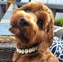 Seashell Dog Collar, Cute Dog Collar for Beach Essentials, Stylish Dog Necklace, Unique Pet Beach Gear
