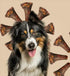 ROAM Pet Treats El Grande Gnaw-kle Bone, 2 Large, Long-Lasting Single-Ingredient Dog Chew (066065)