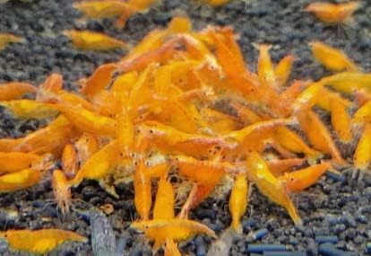 Orange Sunkist Shrimps Live Freshwater Shrimp Aquarium Neocaridina Inverts RCS Orange Shrimp