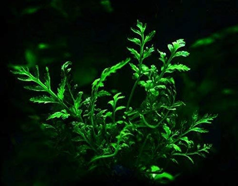 Bolbitis Water Fern Heudelotii Potted Live Aquarium Plant Fresh Water Plants by Greenpro