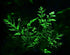 Bolbitis Water Fern Heudelotii Potted Live Aquarium Plant Fresh Water Plants by Greenpro