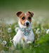 Unique Style Paws Dog Collar with Flower, Adjustable Durable Pet Collar for Small Medium Large Dogs.