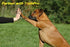 Replacement ¾” Collar Strap Bands with Double Buckle Loop for Pet Shock Bark Collars and Fences