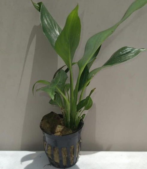 2 Inch Live Aquarium Peace Lily Plant (Spathiphyllum Wallisii) - Pot