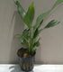 2 Inch Live Aquarium Peace Lily Plant (Spathiphyllum Wallisii) - Pot