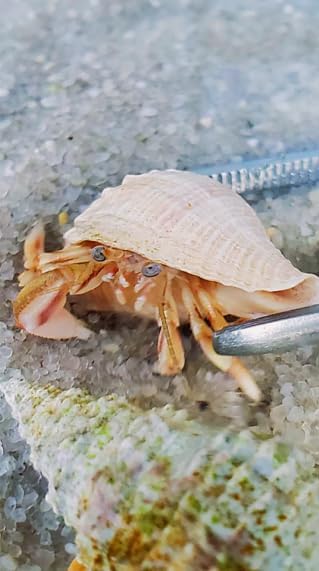 Generic 10+ Live Small Marine White-Legged Hermit Crabs Reef Safe Algae Eaters & Cleanup Crew for Saltwater Aquariums
