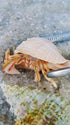 Generic 10+ Live Small Marine White-Legged Hermit Crabs Reef Safe Algae Eaters & Cleanup Crew for Saltwater Aquariums