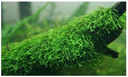 Live Java Moss Aquarium Plant - Easy Care & Vibrant Green
