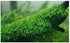 Live Java Moss Aquarium Plant - Easy Care & Vibrant Green