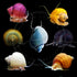 Swimming 20 3 100% Creatures Snowball Neocaridina Shrimps with Assorted Mystery Snails, Freshwater Aquarium, Live