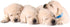 YOY 25 pcs/Set Soft Nylon Adjustable Reusable Washable Puppy Whelping ID Collars for Breeders, Neck 8" - 13"