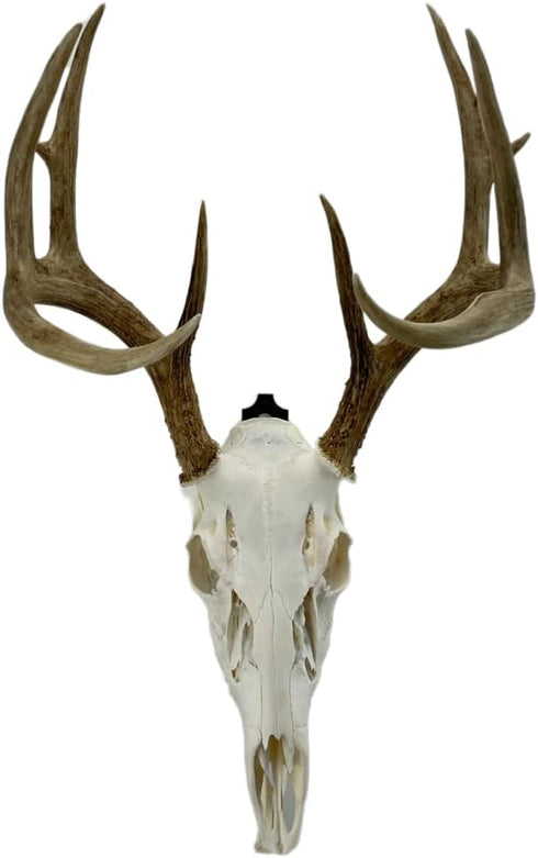 Heavy-Duty Alloy Steel European Skull Mount Hanger, 3 Pack (Black) for Whitetail Deer, Feral Hog, Bear & Exotic Skulls