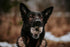 Eli Cod Skin Ring 3 Pack, Naturals Premium Dog Treats, Fish Skin Dental Treats, Rich in Protein & Omega 3