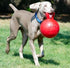Jolly Pets Safe Tug-N-Toss Ball for Dogs
