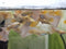Generic 1 Trio Full Gold 24k Live Guppy Fish VIP Grade A, +2