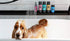 Rufus & Coco Natural Oatmeal Dog Shampoo and Conditioner for Sensitive Skin| Sulfate & Paraben Free | pH Balanced |