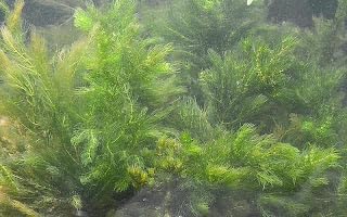 3X Marcus Fish Tanks Oxygenating Hornwort Coontail Ceratophyllum Demersum